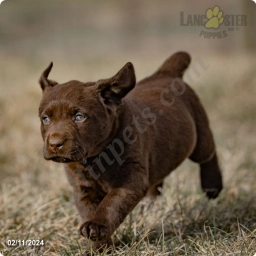 Maria  puppies for sale