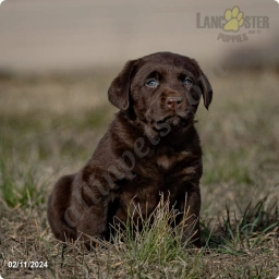 Maria  puppies for sale