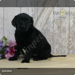 Amy  puppies for sale