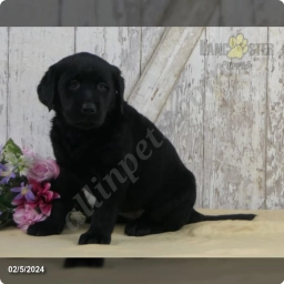 Amy  puppies for sale