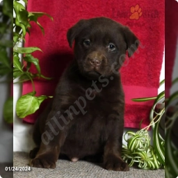 Rob  puppies for sale