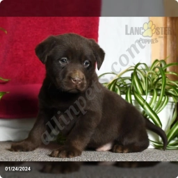 Rob  puppies for sale