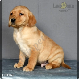 Max  puppies for sale