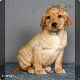 Max  puppies for sale