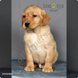 Max