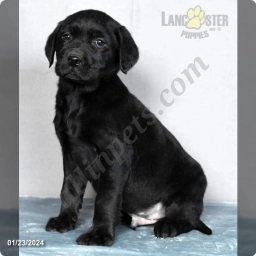 Jax  puppies for sale