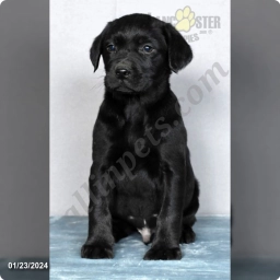 Jax  puppies for sale