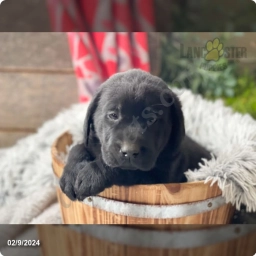 Kowen  puppies for sale