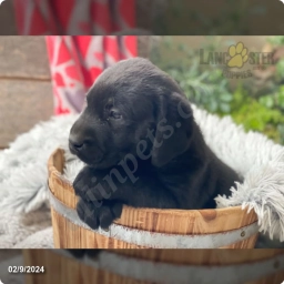 Kowen  puppies for sale