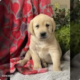 Kameron  puppies for sale