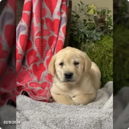 Kameron  puppies for sale