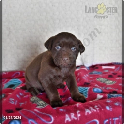 Ashley  puppies for sale