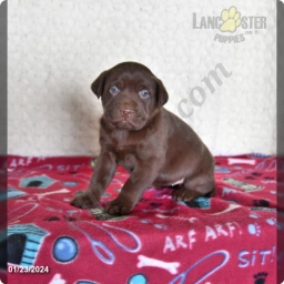 Ashley  puppies for sale