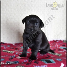 Andrea  puppies for sale