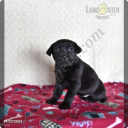 Andrea  puppies for sale