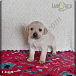 Arnie  puppies for sale