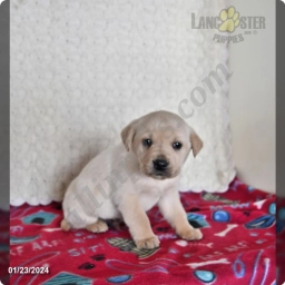 Arnie  puppies for sale