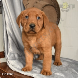 Canyon  puppies for sale