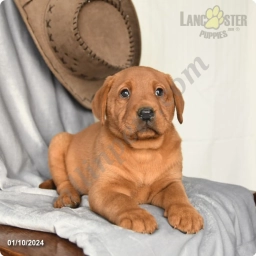 Canyon  puppies for sale