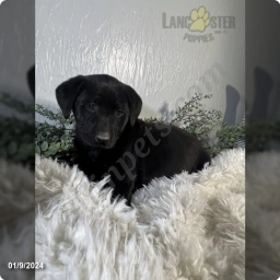 Zoey  puppies for sale