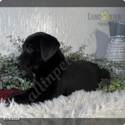Zoey  puppies for sale