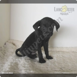 Jasper  puppies for sale
