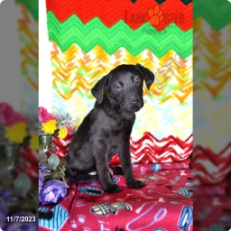 Jasper  puppies for sale