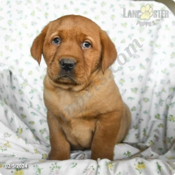 Rufus  puppies for sale