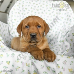 Rufus  puppies for sale