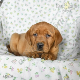 Rosie  puppies for sale