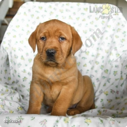 Rosie  puppies for sale