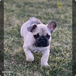Flora  puppies for sale