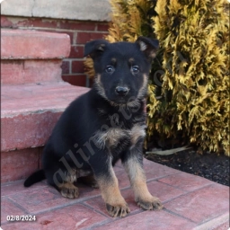 Monroe  puppies for sale