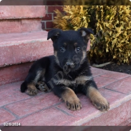 Monroe  puppies for sale