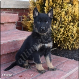 Milo  puppies for sale