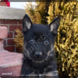 Milo  puppies for sale