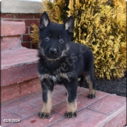 Milo