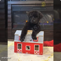 Cocoa  puppies for sale