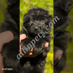 Cocoa  puppies for sale