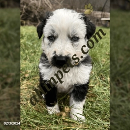 Panda Girl  puppies for sale
