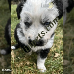 Panda Girl  puppies for sale