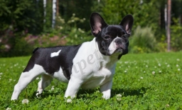 Teddy  puppies for sale