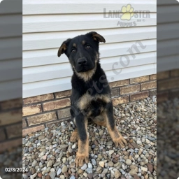 North  puppies for sale