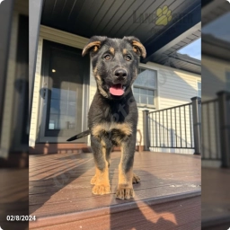 North  puppies for sale