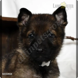 Levi  puppies for sale