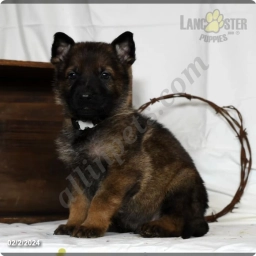 Levi  puppies for sale