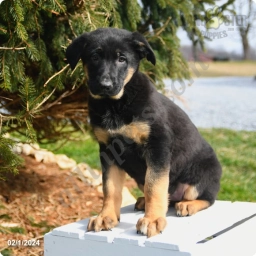Mia  puppies for sale