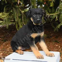 Mia  puppies for sale