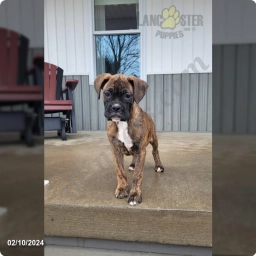Nova  puppies for sale