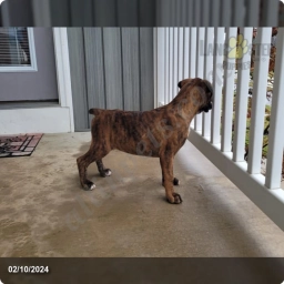 Nova  puppies for sale
